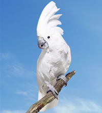 Cacatua Alba