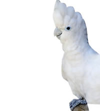 Cacatua Ducorpsi