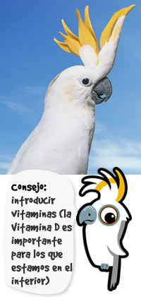 Cacatua Eleonora