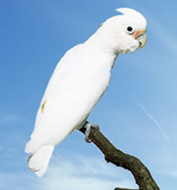 Cacatua Goffini