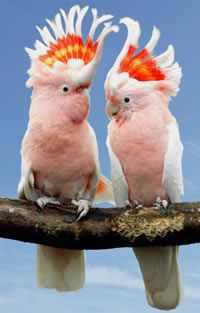 Cacatua Leadbeateri