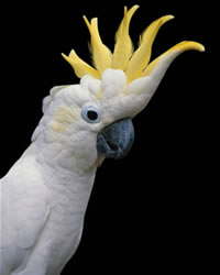 Cacatua Sulphurea