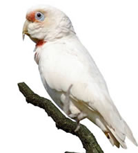 Cacatúa Tenuirostris